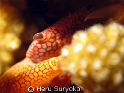 hidden crab by Heru Suryoko 